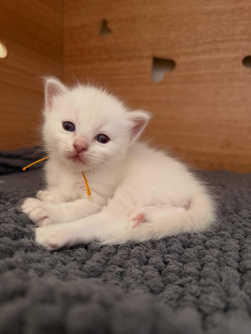 5e chaton (Portée Suzy ❤ TIMBA) - Femelle lilac point collier orange Femelle Ragdoll