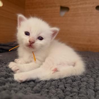 chaton Ragdoll lilac point Chatterie de Syruzye