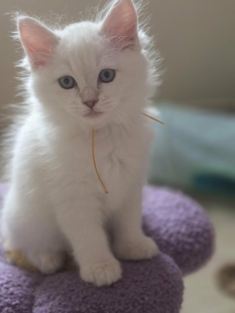 Bloom Femelle Ragdoll