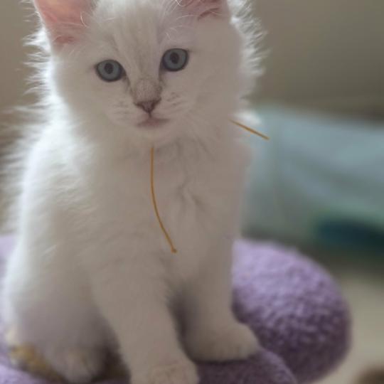 Bloom Femelle Ragdoll