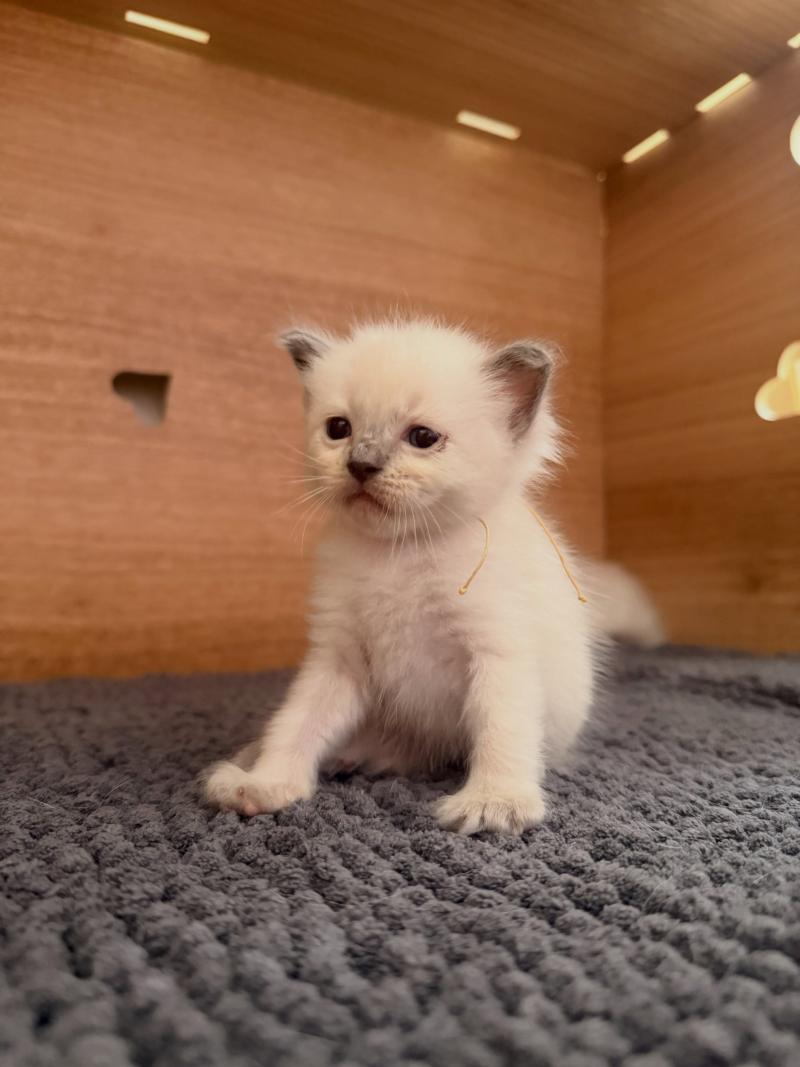 Bianca Femelle Ragdoll