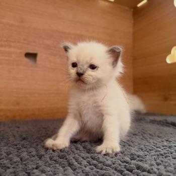 chaton Ragdoll blue point Chatterie de Syruzye