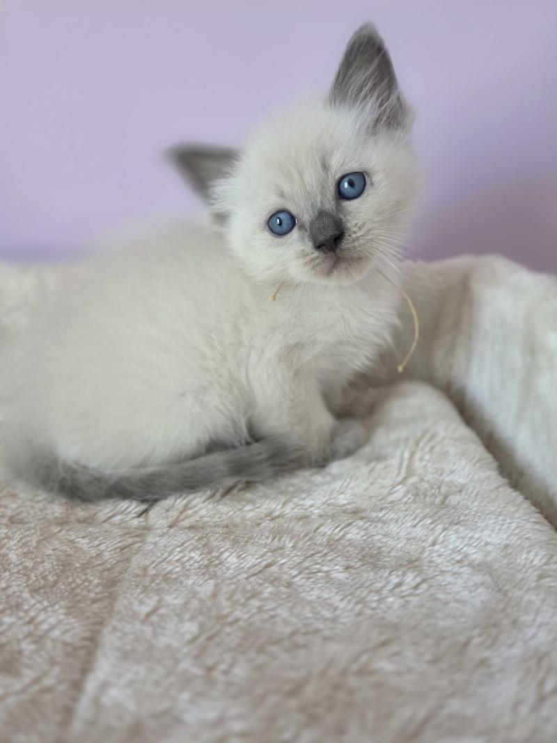 Bianca Femelle Ragdoll