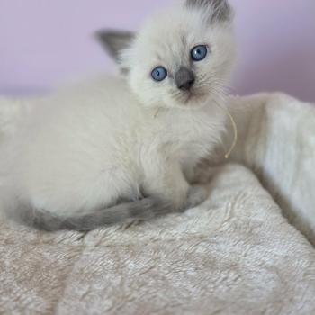 chaton Ragdoll blue point Bianca Chatterie de Syruzye