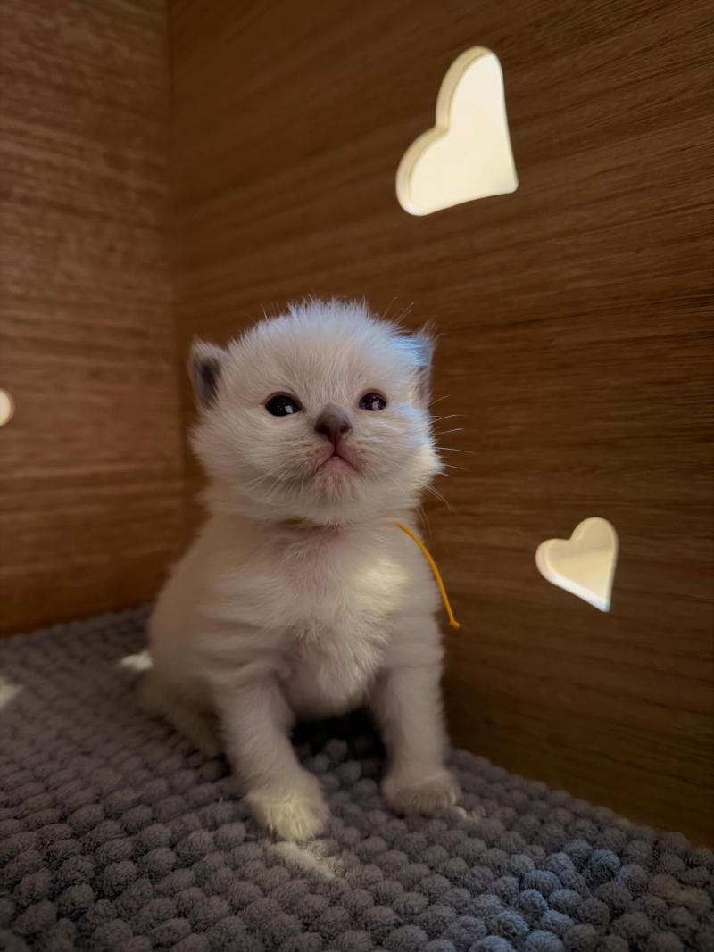 collier orange Femelle Ragdoll