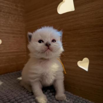 chaton Ragdoll blue point collier orange Chatterie de Syruzye