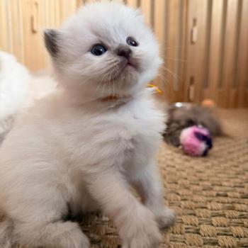chaton Ragdoll blue point Balzane Chatterie de Syruzye