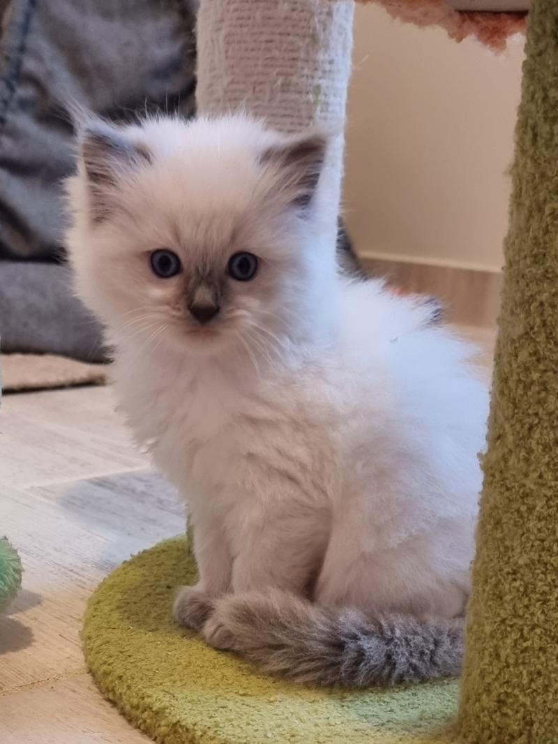 Balzane Femelle Ragdoll