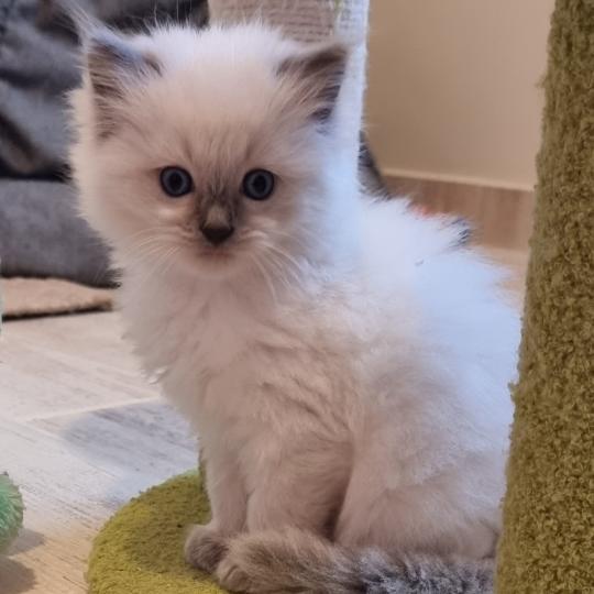 Balzane Femelle Ragdoll