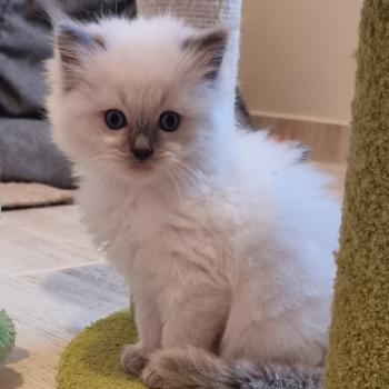 chaton Ragdoll blue point Balzane Chatterie de Syruzye