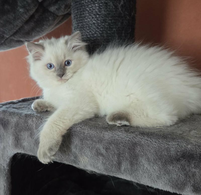 Balzane Femelle Ragdoll