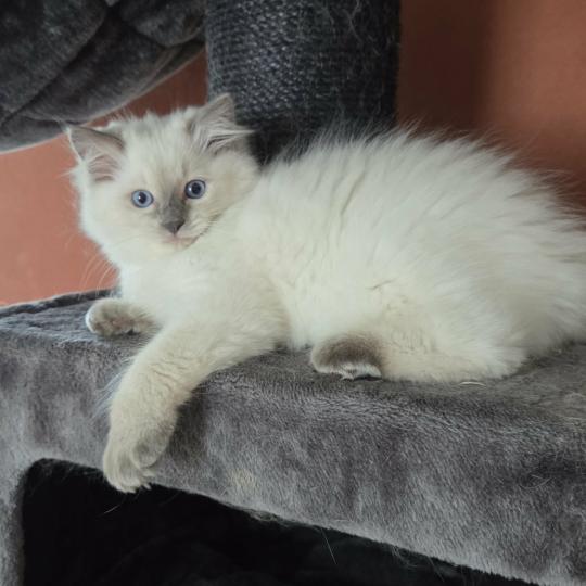 Balzane Femelle Ragdoll