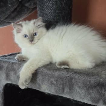 chaton Ragdoll blue point Balzane Chatterie de Syruzye