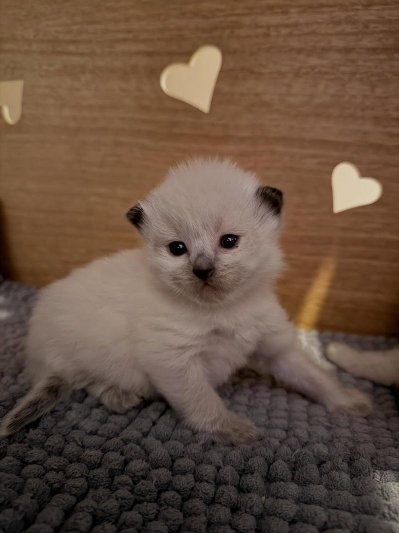collier rouge Femelle Ragdoll