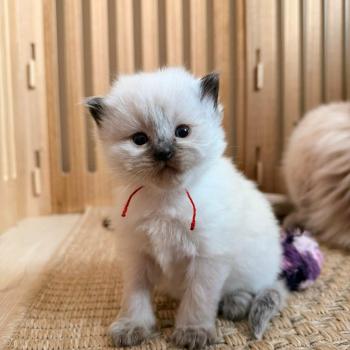 chaton Ragdoll seal point Brume Chatterie de Syruzye