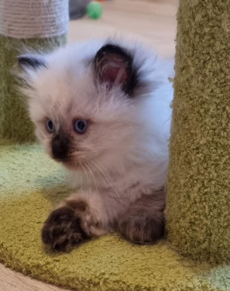 Brume Femelle Ragdoll