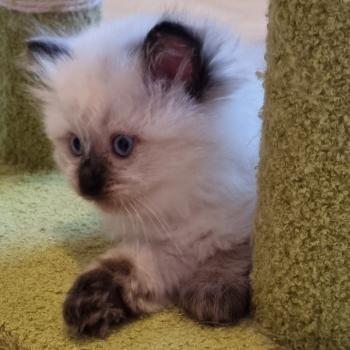 chaton Ragdoll seal point Brume Chatterie de Syruzye