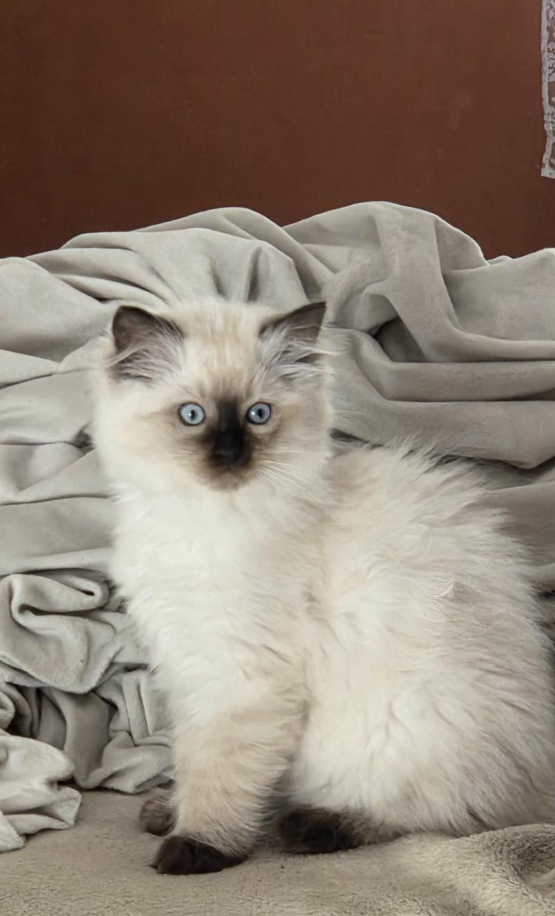 Brume Femelle Ragdoll