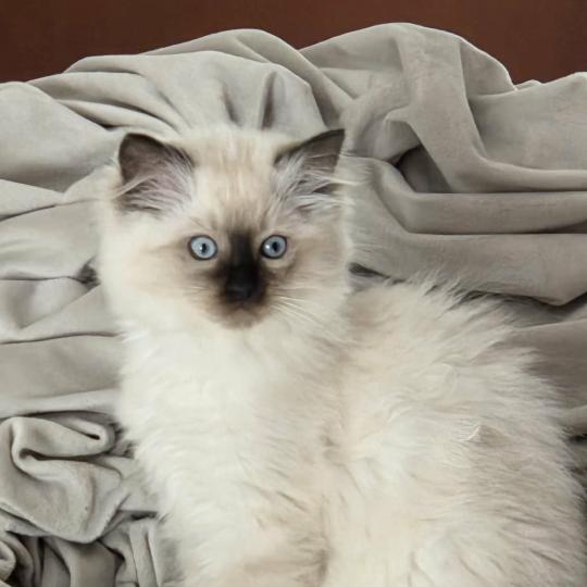 Brume Femelle Ragdoll