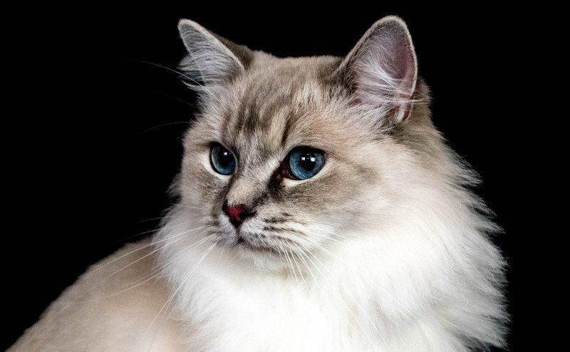 Suzy Femelle Ragdoll