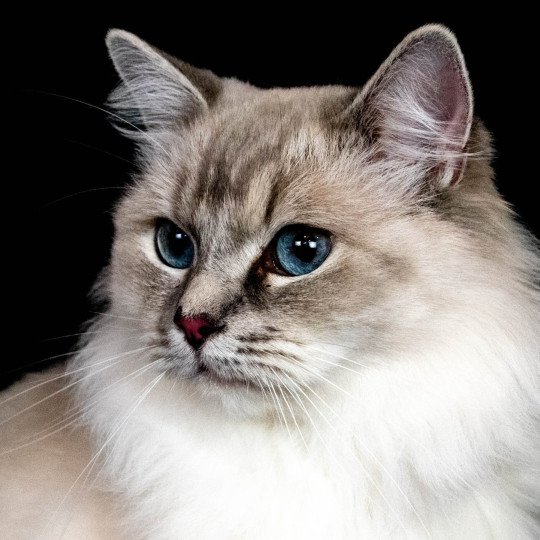 Suzy Femelle Ragdoll