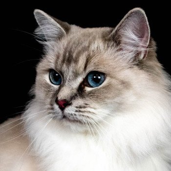 Suzy Femelle Ragdoll