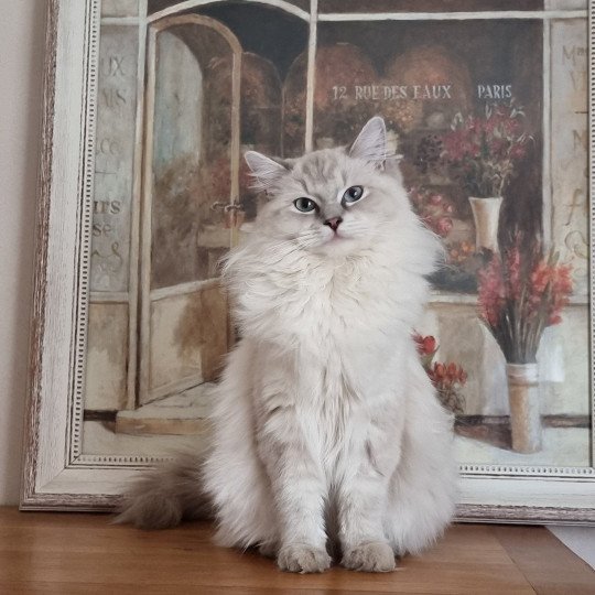 Suzy Femelle Ragdoll