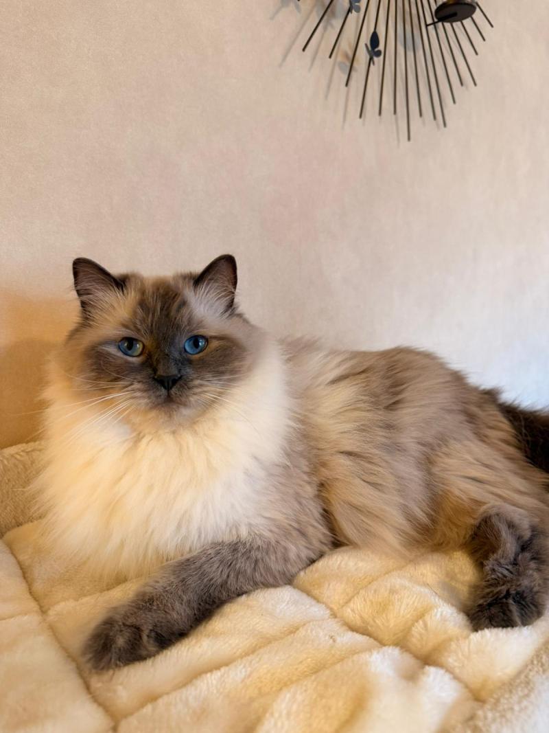 Thalya Femelle Ragdoll