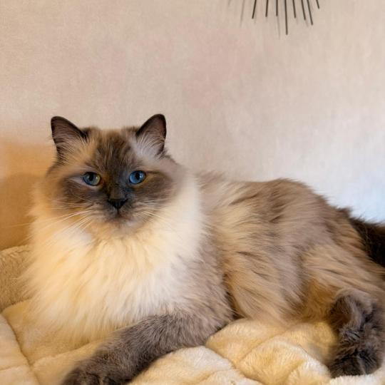 Thalya Femelle Ragdoll