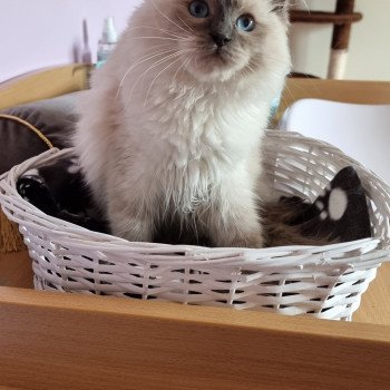 chat Ragdoll blue point Thalya Chatterie de Syruzye