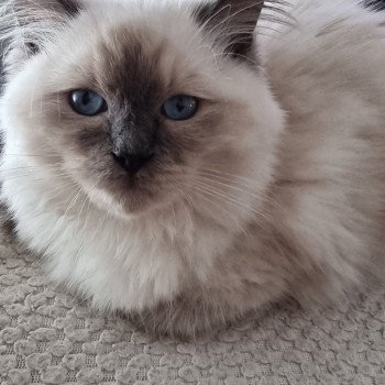 chat Ragdoll blue point Thalya Chatterie de Syruzye