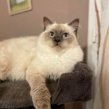 chat Ragdoll blue point Thalya Chatterie de Syruzye