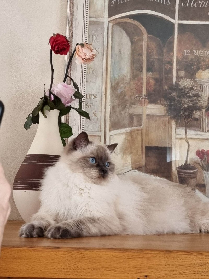 Thalya Femelle Ragdoll