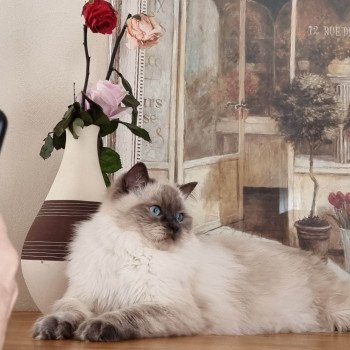 chat Ragdoll blue point Thalya Chatterie de Syruzye