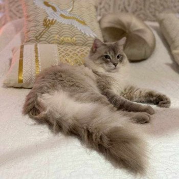 DE LA VALLEE CELESTE TIMBA Mâle Ragdoll