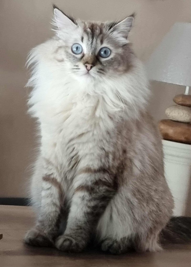 KYRA Femelle Ragdoll