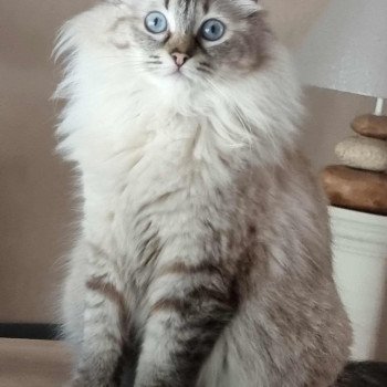 chat Ragdoll brown tabby U'KYRA LES K'DOLLS DE CHIFFONS Chatterie de Syruzye