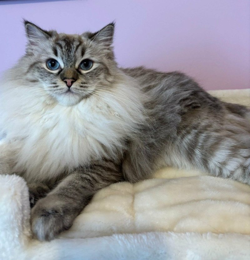 KYRA Femelle Ragdoll