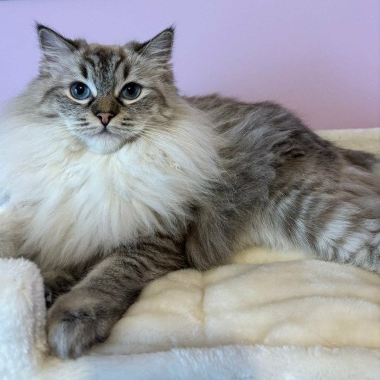 KYRA Femelle Ragdoll