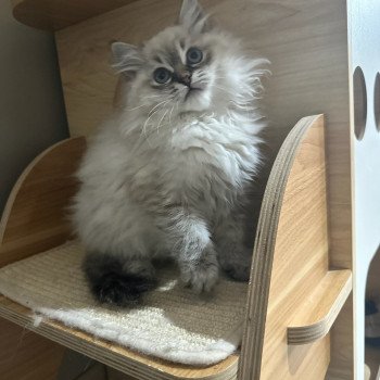 chat Ragdoll fawn tabby U'KYRA LES K'DOLLS DE CHIFFONS Chatterie de Syruzye