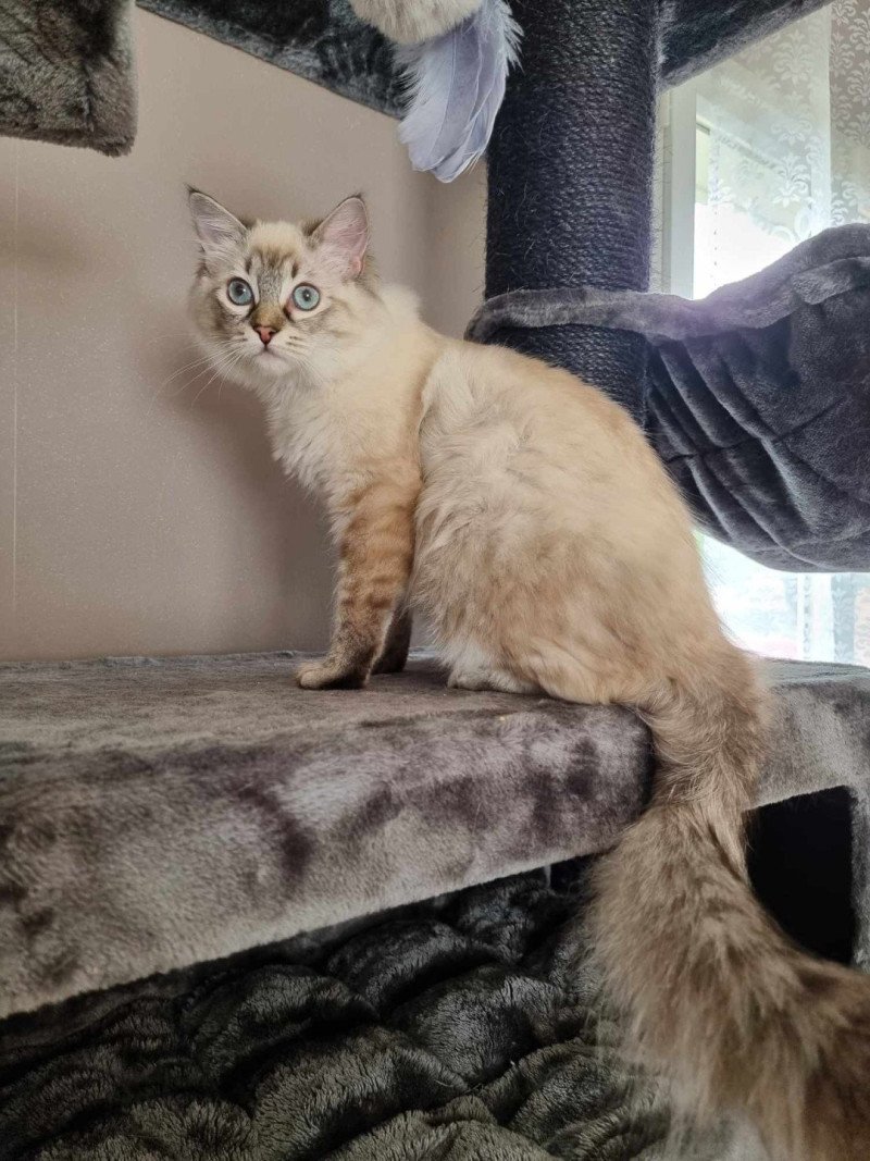 KYRA Femelle Ragdoll