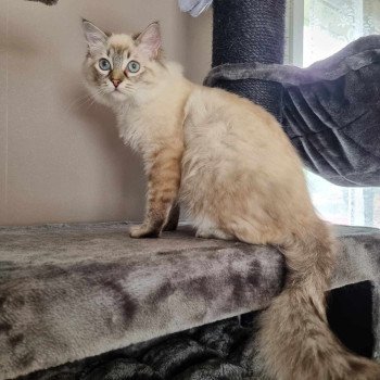 chat Ragdoll brown tabby U'KYRA LES K'DOLLS DE CHIFFONS Chatterie de Syruzye