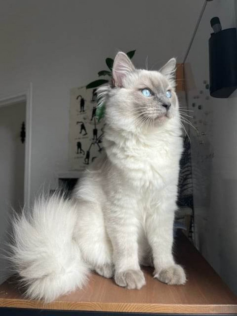 ULYSSE Mâle Ragdoll