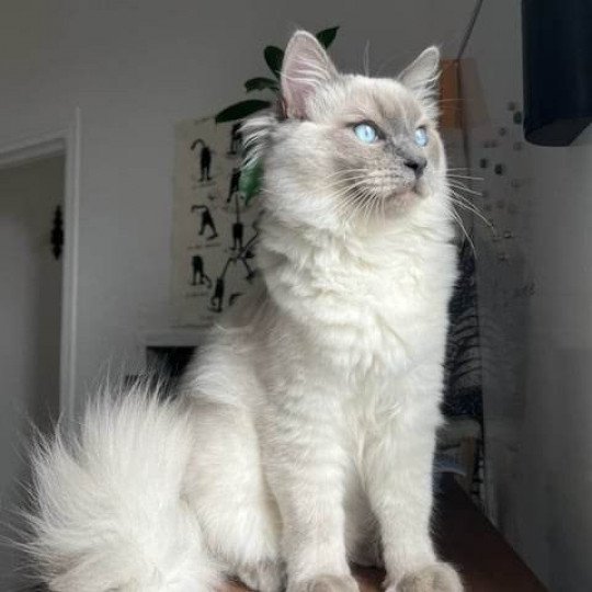 ULYSSE Mâle Ragdoll