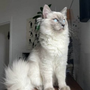 chaton Ragdoll blue point ULYSSE Chatterie de Syruzye chaton Ragdoll blue point ULYSSE Chatterie de Syruzye