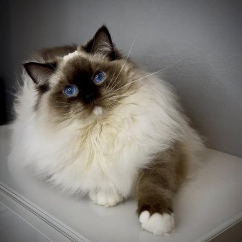 VERY CHIC RAGDOLL Wander Mâle Ragdoll