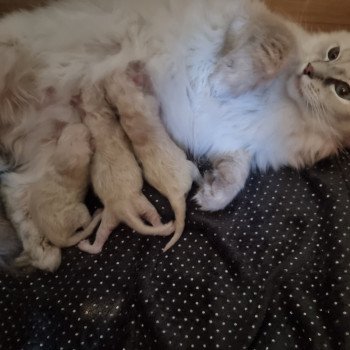 La chatterie accueille ses nouveaux bébés !