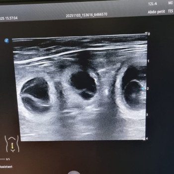 Portée à venir - Kyra