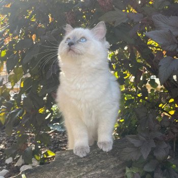 Chaton Ragdoll blue point