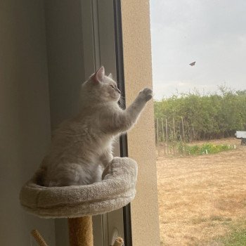 Chaton Ragdoll blue point